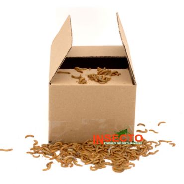 Levende meelwormen KG kopen? 6095544244236, NMWKG