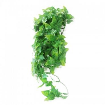 Zoo Med - Mexican Phyllo Medium - Terramania.nl