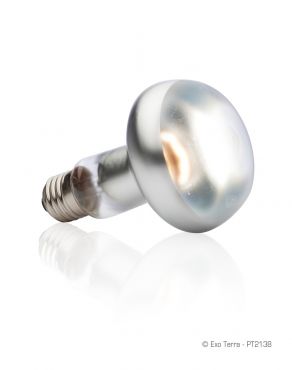 Intense Basking Spot lamp - 100 Watt