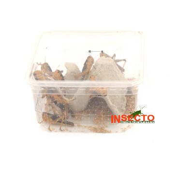 Starfood - Treksprinkhanen Groot - maat 7 (Locusta migratoria) | SL7 | 8717545215173