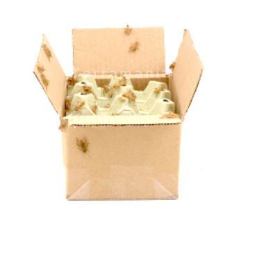 Huiskrekels (6), Middel - 100G, voedseldieren, 6095544098051