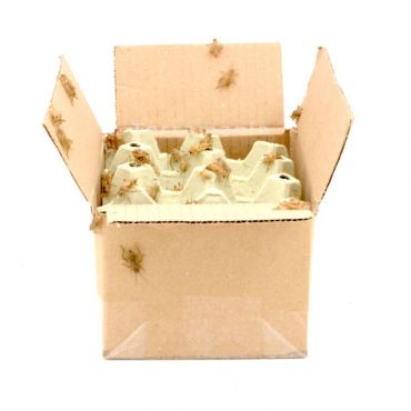 Huiskrekels (6), Middel - 100G, voedseldieren, 6095544098051