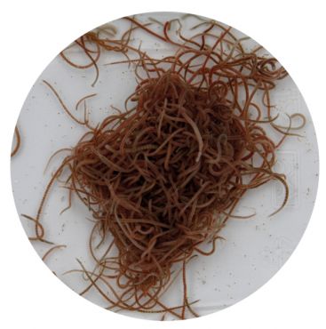 Levende Tubifex (100 ml) kopen? 