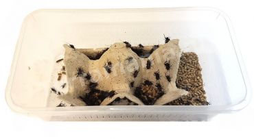 Veldkrekels (4), Klein, voedseldieren, 6095544398359