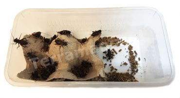 Veldkrekels (6), Middel, voedseldieren, 6095544441475