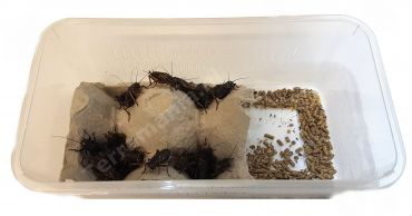 Veldkrekels (8), Volwassen, voedseldier, 6095544451429