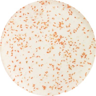 Levende Watervlo / Daphnia (100 ml) kopen? 