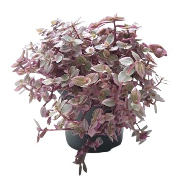 Vitamineplant, Callisia Repens "Rosato" - eetbare plant voor dieren