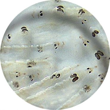 Levende Witte muggenlarven (100 ml) kopen? 